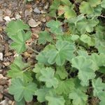 Alchemilla Anemone 'Molles' — photo 3