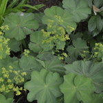 Alchemilla mollis — photo 2