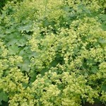 Alchemilla mollis — photo 3