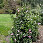 Althaea syriacus 'Aphrodite' — photo 2