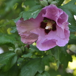 Althaea syriacus 'Aphrodite' — photo 3
