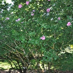 Althaea syriacus 'Aphrodite' — photo 4