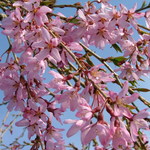 Prunus Weeping Snow Showers — photo 1