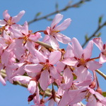 Prunus Weeping Snow Showers — photo 2