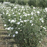 Althaea syriacus 'Diana' — photo 2