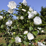 Althaea syriacus 'Diana' — photo 4