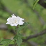 Althaea syriacus 'Helene' — photo 2