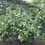 Althaea syriacus 'Helene' — photo 3