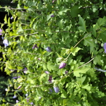 Althaea syriacus 'Lavender Chiffon' — photo 2