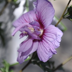 Althaea syriacus 'Lavender Chiffon' — photo 3