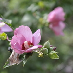 Althaea syriacus Minerva — photo 1
