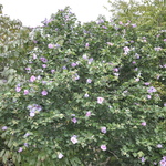Althaea syriacus Minerva — photo 2