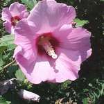 Althaea syriacus Minerva — photo 3
