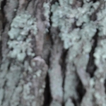 Acer freemanii 'Armstrong' — photo 6