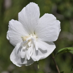 Althaea syriacus 'White Chiffon' — photo 2