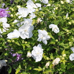 Althaea syriacus 'White Chiffon' — photo 3