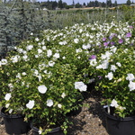 Althaea syriacus 'White Chiffon' — photo 4