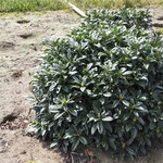 Rhododendron Anah Kruschke — photo 1