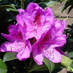 Rhododendron Anah Kruschke — photo 2