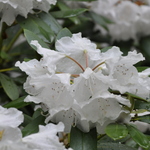 Rhododendron Anna Hall — photo 1