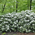Rhododendron Anna Hall — photo 2