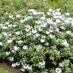 Rhododendron Anna Hall — photo 3