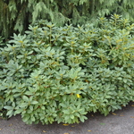 Rhododendron Anna Rose — photo 2
