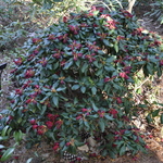 Rhododendron Baden Baden — photo 2