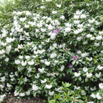 Rhododendron Boule de Neige — photo 2