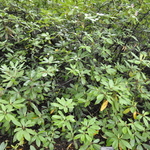 Rhododendron cat. 'Boursault' — photo 2