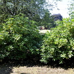Rhododendron cat. 'English Roseum — photo 3