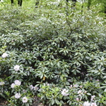 Rhododendron Catawbiense Album — photo 2
