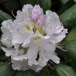 Rhododendron Catawbiense Album — photo 3
