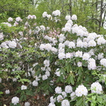 Rhododendron Catawbiense Album — photo 4