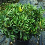 Rhododendron catawbiense Chionoides — photo 2