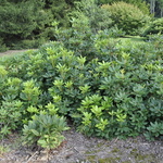 Rhododendron catawbiense Lees Dark Purple — photo 2