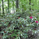 Rhododendron catawbiense Nova Zembla — photo 2