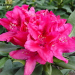 Rhododendron catawbiense Nova Zembla — photo 3