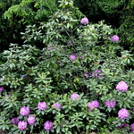 Rhododendron catawbiense Roseum Elegans — photo 2