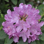 Rhododendron catawbiense Roseum Elegans — photo 3
