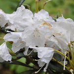 Rhododendron Crete — photo 1