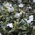 Rhododendron Crete — photo 2