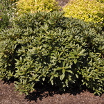 Rhododendron Dora Amateis — photo 2