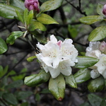Rhododendron Golden Gala — photo 1