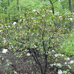 Rhododendron Golden Gala — photo 2