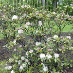 Rhododendron Golden Gala — photo 3