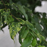 Acer freemanii 'Marmo' — photo 2