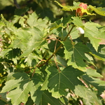 Acer freemanii 'Marmo' — photo 3