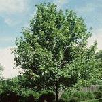 Acer freemanii 'Marmo' — photo 4