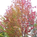 Acer freemanii 'Marmo' — photo 5